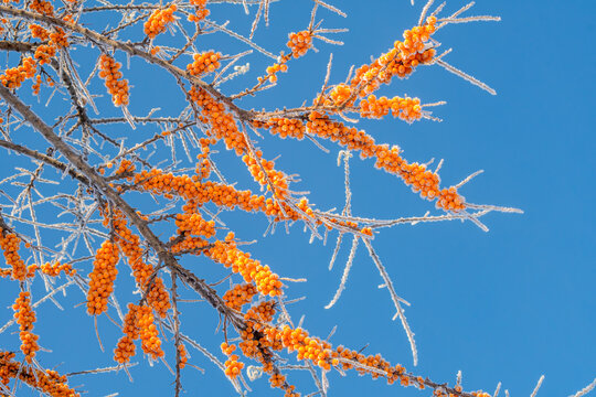 Common Sea Buckthorn (Hippophae rhamnoides) in orchard