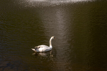 swan