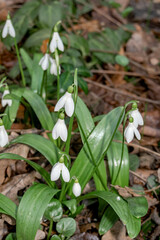 Obraz premium Woronow's Snowdrop (Galanthus woronowii) in park