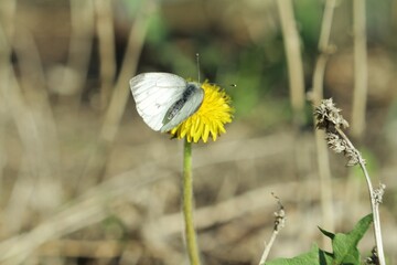 butterfly on a flower