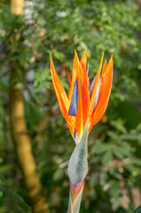 Bird of Paradise (Strelitzia reginae) in greenhouse