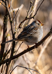 White crowned sparrow Market Lake Wildlife Management Area, Idaho