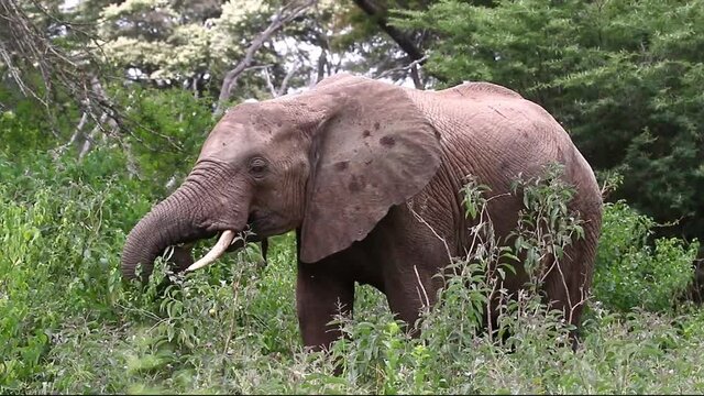 African bush elephant (Loxodonta africana) in a green wood