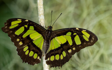butterfly on branch