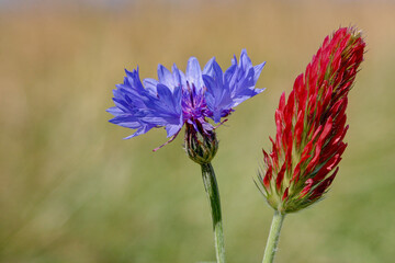Colors of summer. Cornflower and  crimson clover  on a wheat field. Both flowers are popular forage...