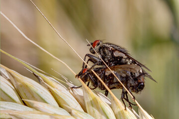 Fototapeta premium Flying while having sex in the wheat field. Mating is a fairly dangerous process for the flies because attention to other events in the area is then greatly reduced.