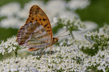 In the white sea of flowers. The imperial coat particularly likes to suck nectar from flowering...
