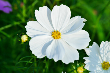 cosmos flower or Mexican aster flower