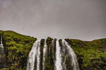Iceland. Waterfall and one bird. Moody August day