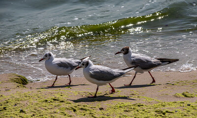 Adorable seagulls run along the coastline, spreading their white-gray wings and picking up food...