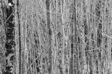 Viele schmale Bäume ergeben ein Raster, eine Art kunstvolles Bild in weiss-grau, ein Wäldchen.