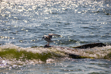 Adorable seagulls run along the coastline, spreading their white-gray wings and picking up food...