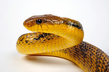 Obraz premium Yellow-bellied puffing snake // Gelbkehl-Zischnatter, Gelbhals-Baumschlange (Pseustes sulphureus)