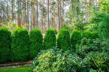 Obraz premium plants in a garden