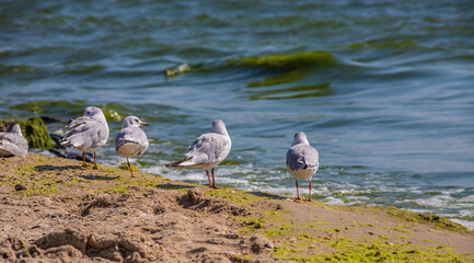 Adorable seagulls run along the coastline, spreading their white-gray wings and picking up food...