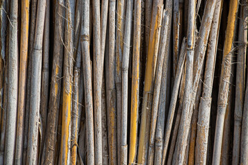 Reed background. Fence from reed. Texture of reed