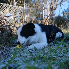 Border collie comiendo una manzana en el jardín en invierno