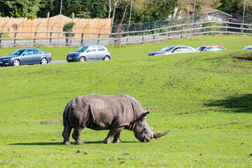Close up shot of the Indian Rhinoceros in the beautiful West Midland Safari Park