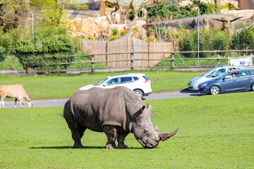 Close up shot of the Indian Rhinoceros in the beautiful West Midland Safari Park