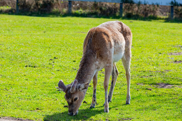 Close up shot of the beautiful Sika deer in the beautiful West Midland Safari Park