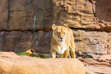 Close up shot of Lion in the beautiful West Midland Safari Park