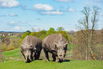 Fototapeta premium Close up shot of the Indian Rhinoceros in the beautiful West Midland Safari Park