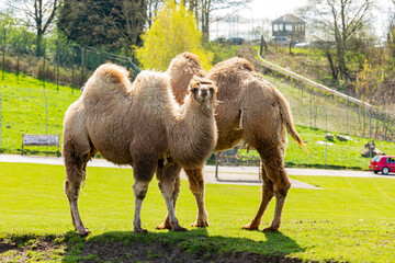 Close up shot of cute Bactrian camel in West Midland Safari Park
