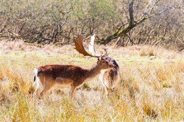 Naklejka na ściany i meble Close up shot of wild deer in New Forest National Park