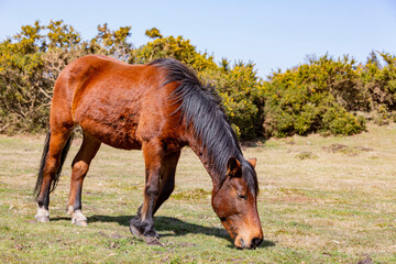 Close up shot of wild horses in New Forest National Park