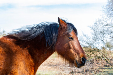 Close up shot of wild horses in New Forest National Park