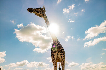 Close up shot of Giraffe walking in the beautiful West Midland Safari Park © Kit Leong