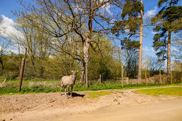 Close up shot of antelope walking in the beautiful West Midland Safari Park