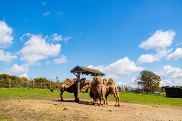 Close up shot of cute Bactrian camel in West Midland Safari Park