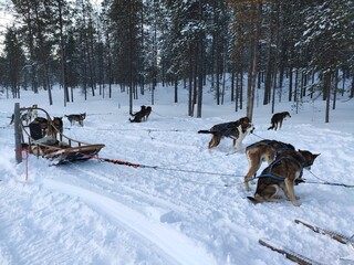 Balade hivernale en chiens de traineaux, activité typique de la région de la Laponie, en...
