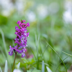 Obraz premium Hollow smokestack (Corydalis cava), spring forest, Southern Moravia, Czech Republic