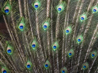 Keuken spatwand met foto Closeup Image of a peacock dancing with its open feathers © Richard Semik