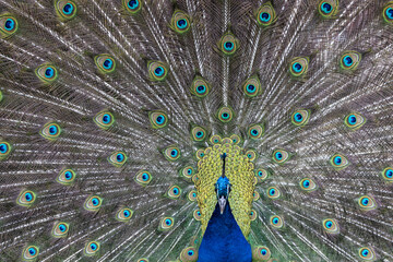Obraz premium Closeup Image of a peacock dancing with its open feathers