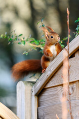  Eichhörnchen © Dwi