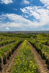 Fototapeta na wymiar Floral spacing in organic vineyard, Southern Moravia, Czech Republic