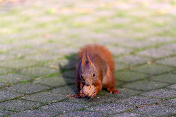  Eichhörnchen © Dwi