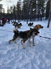 Fototapeta na wymiar Balade hivernale en chiens de traineaux, activité typique de la région de la Laponie, en Finlande, distraction animalière, plaisir collectif et des chiens prêts à courir, balade forestière et glaciale