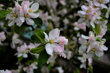 Inflorescence of tender apple tree flowers among the green leaves