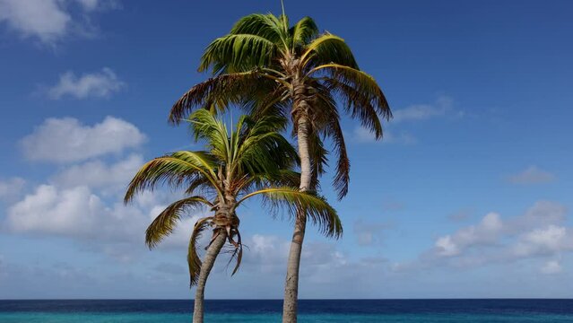  Two palm trees with blue sky and azure sea behind.