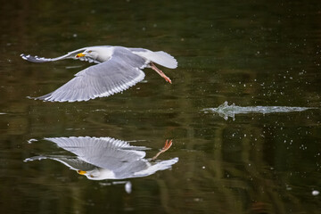 Obraz premium Close up of Seagull flying low over frozen water with mirror image reflection