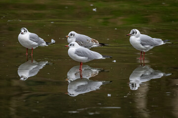 Group of Terns standing on frozen lake surface with mirror image reflections