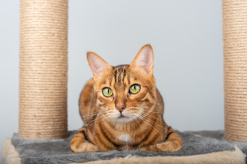 Bengal cat is resting on a platform of cat furniture.