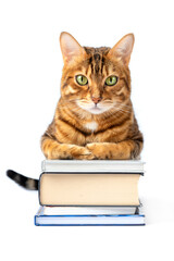 Bengal cat with a bunch of books isolated on white