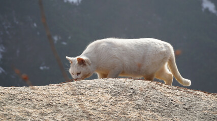 A white cat on a winter rock
