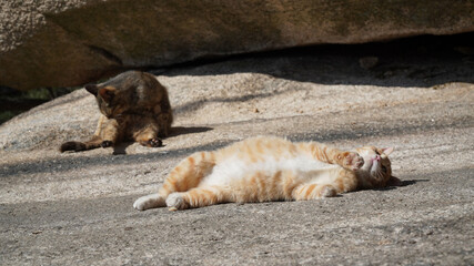 A cat resting on a rock.