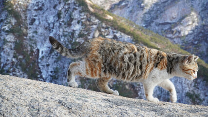 A cute three-color cat in the wild